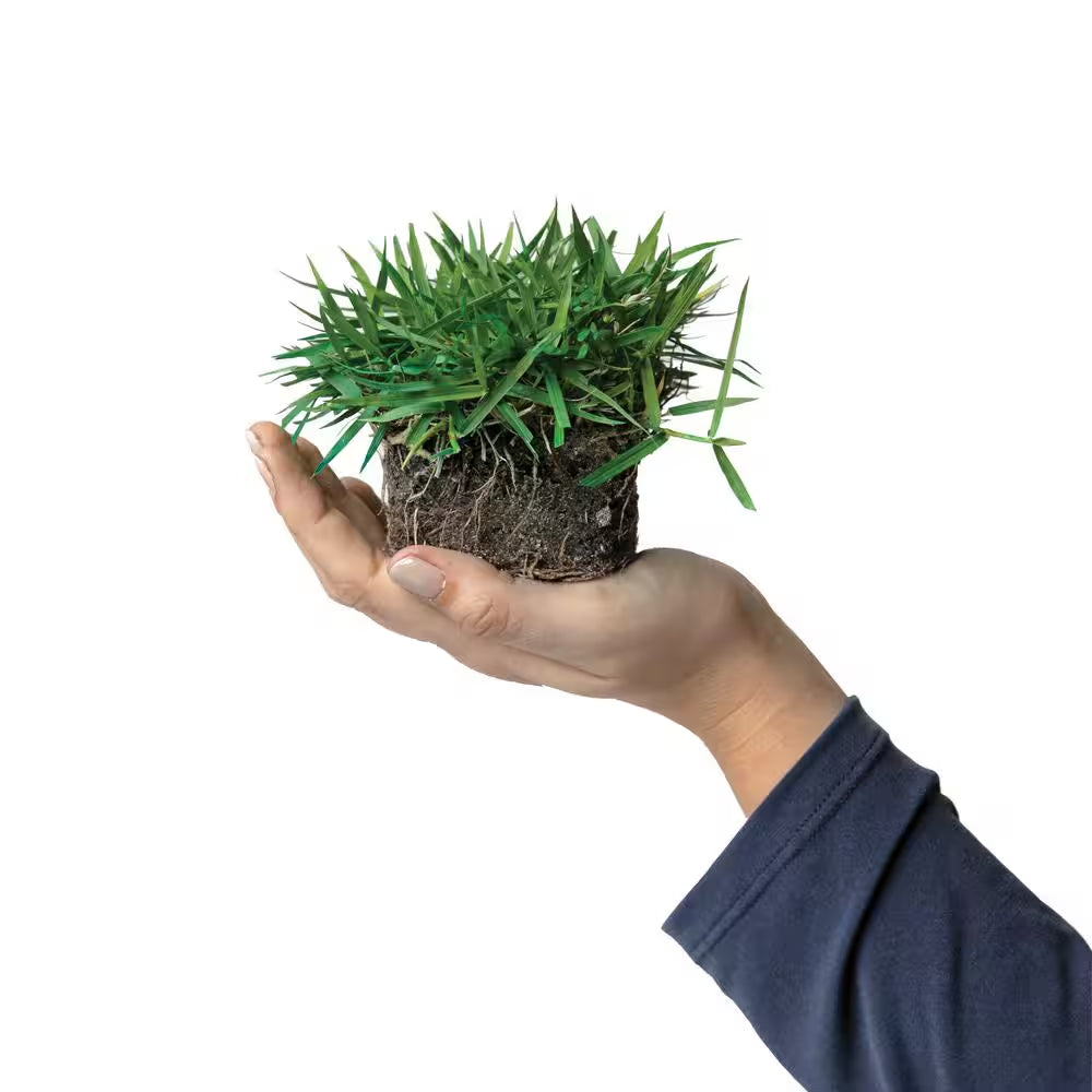 Zoysia Grass Sod Plugs (32-Count) Natural, Affordable Lawn Improvement