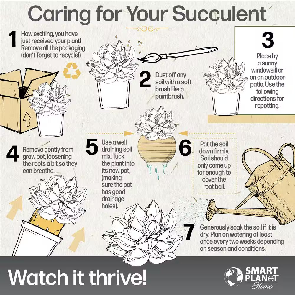 3.5" Live Plant Assortment of 2 Succulents and 1 Cactus