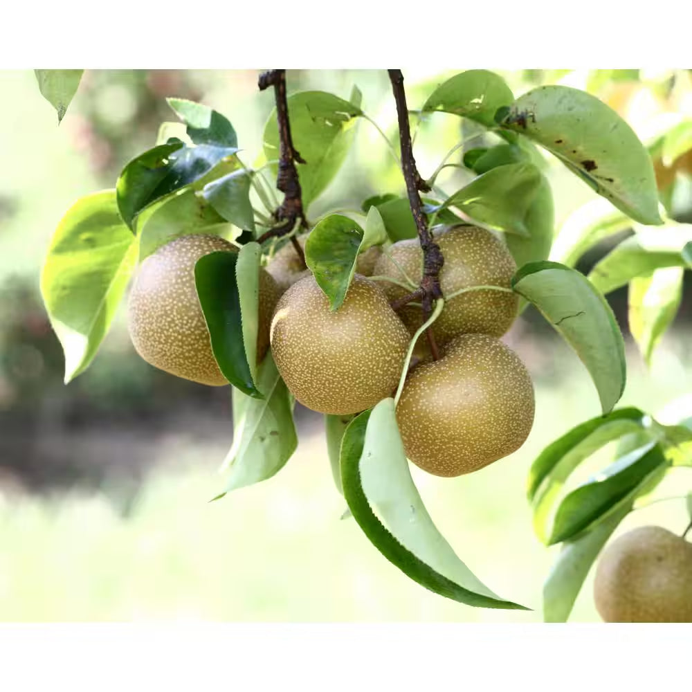 Dwarf Hosui Asian Pear Tree Bare Root