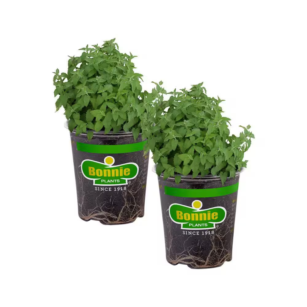 19 Oz. Catnip Herb Plant (2-Pack)