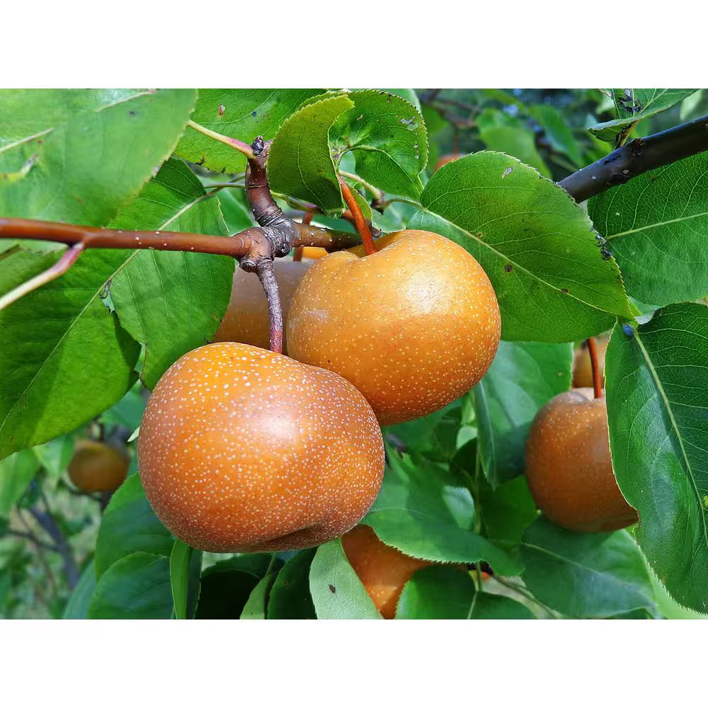 Dwarf Chojuro Asian Pear Tree Bare Root