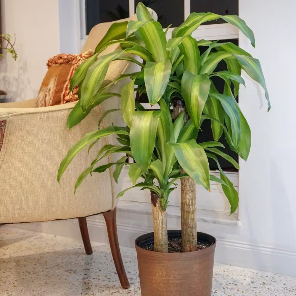 Dracaena Mass Cane Corn Plant 2 Stem Plant in 9.25 Inch Grower Pot