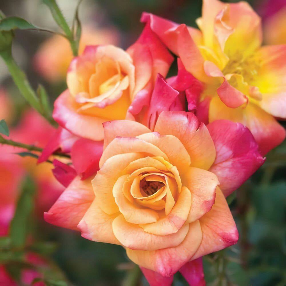 Bare Root Rose Climbing Joseph'S Coat with Orange Flowers (2-Pack)
