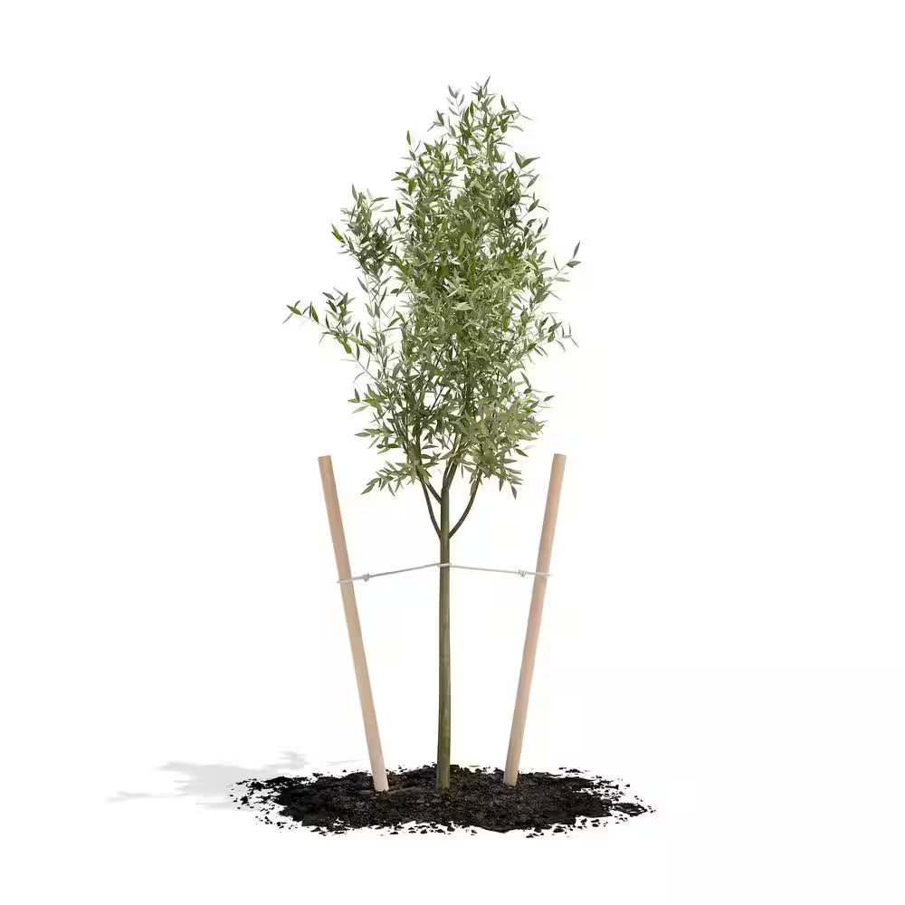 6 Ft. round Tree Stake Lodge-Pole (12-Pack)