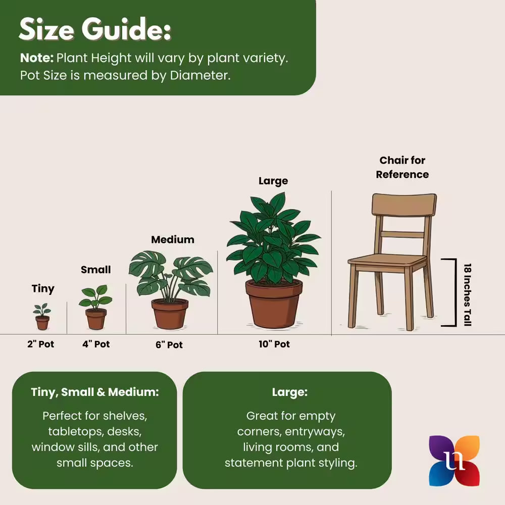 Schefflera Amate Umbrella Plant in 9.25 Inch Grower Pot