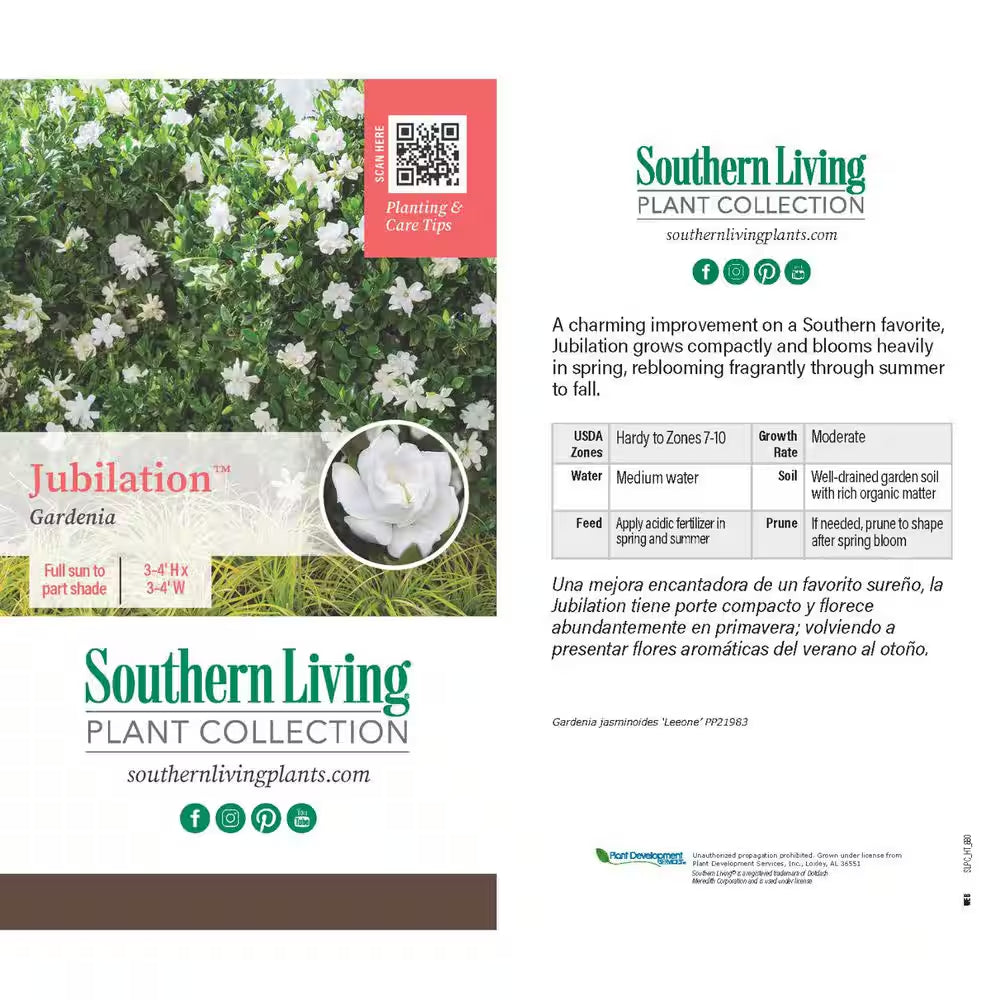 2.5 Qt. Jubilation Gardenia, Live Evergreen Shrub, White Fragrant Blooms