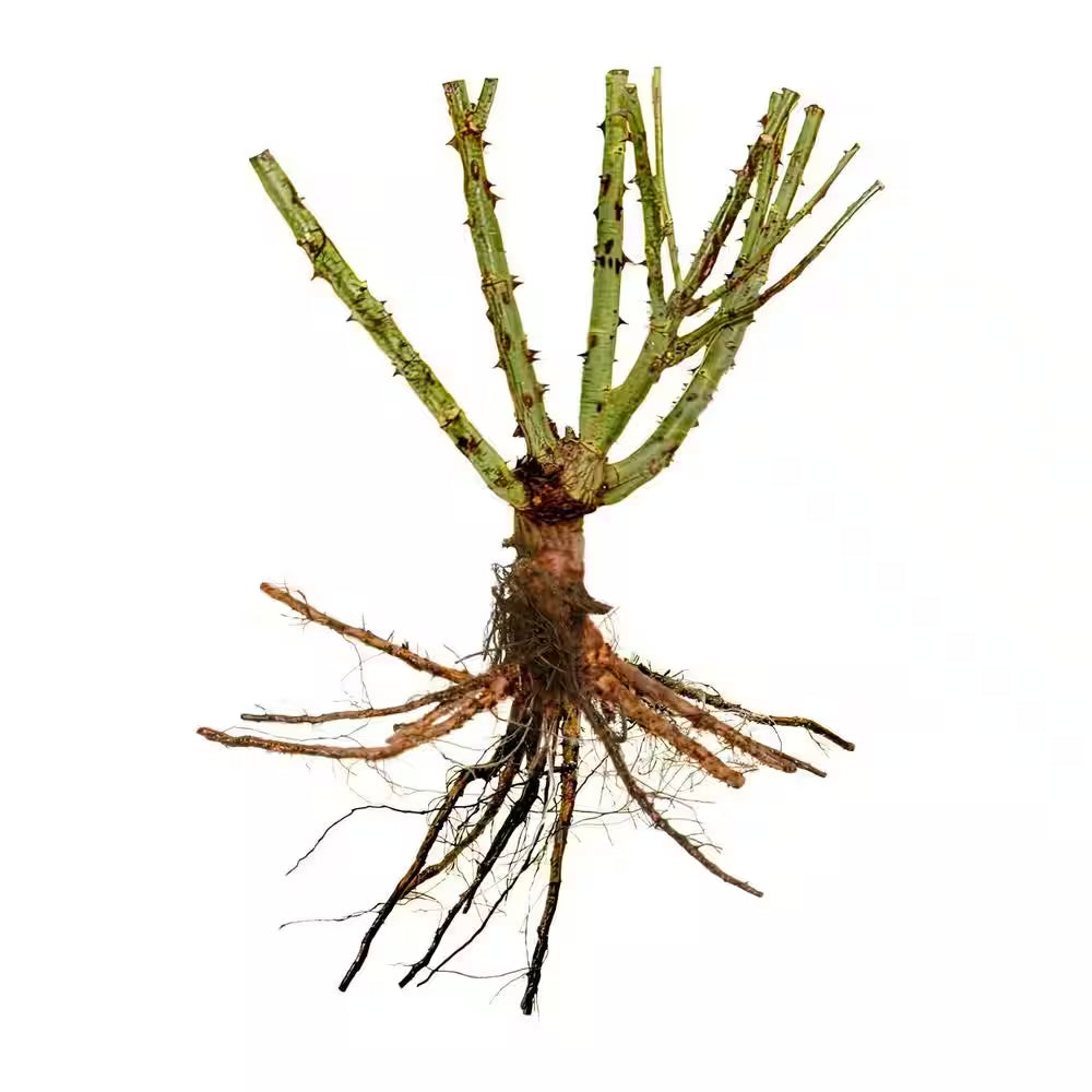 Bare Root Rose Climbing Blaze with Red Flowers (2-Pack)
