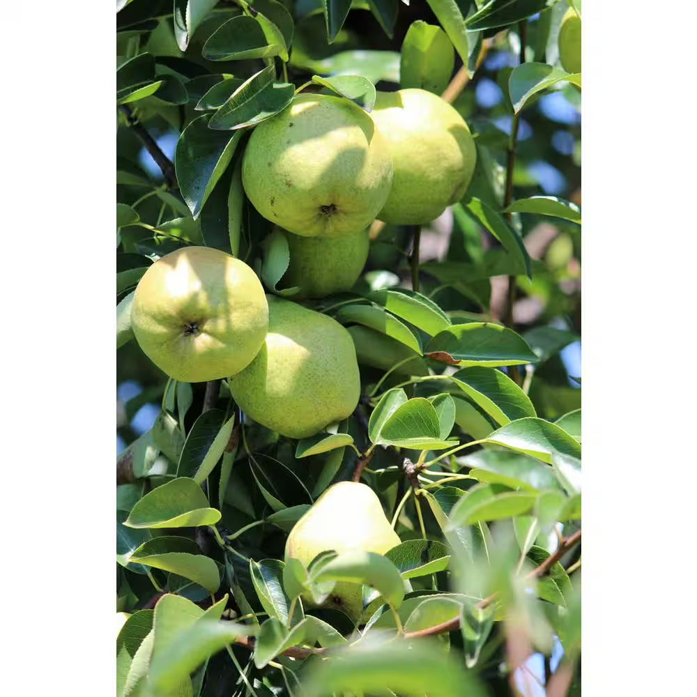 Dwarf Bartlett Pear Tree Bare Root