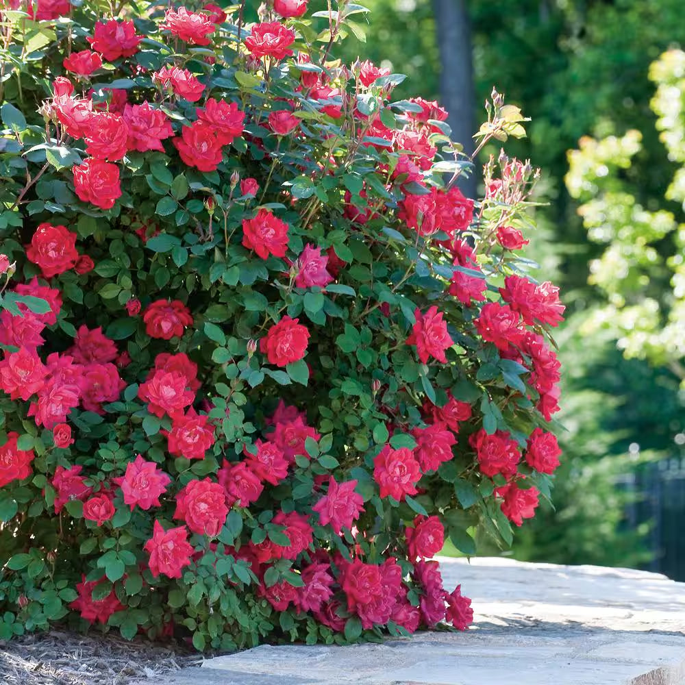 1 Gal. Red Double  Rose Bush with Red Flowers