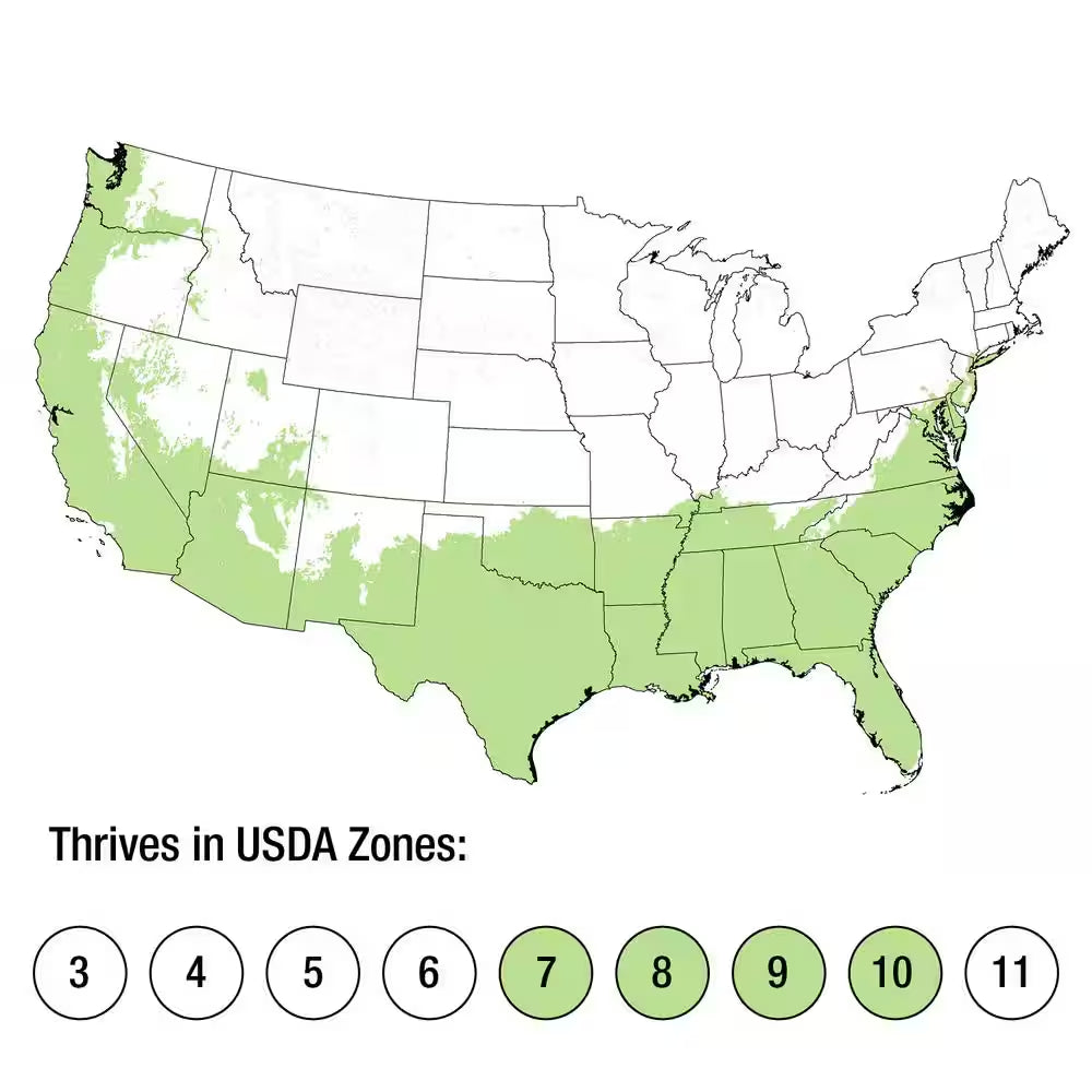 2.5 Qt. Jubilation Gardenia, Live Evergreen Shrub, White Fragrant Blooms