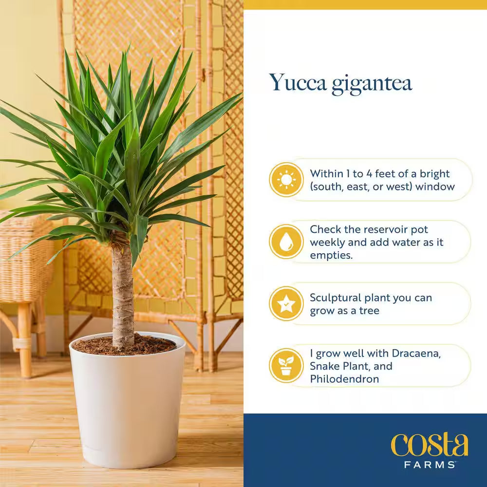 Yucca Cane Indoor Plant in 8.75 Grower Pot, Avg. Shipping Height 2-3 Ft. Tall