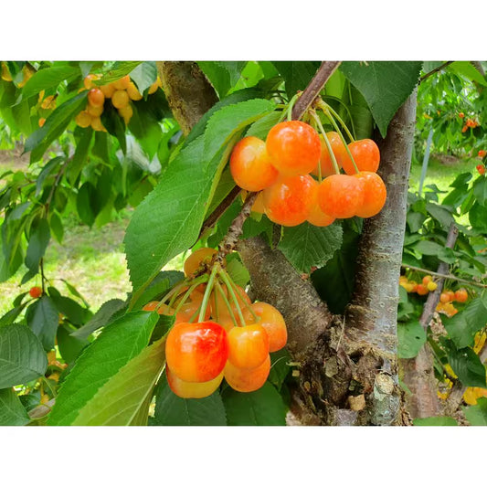 3 Ft. Rainier Cherry Tree with Blonde-Yellow Sweet Fruit