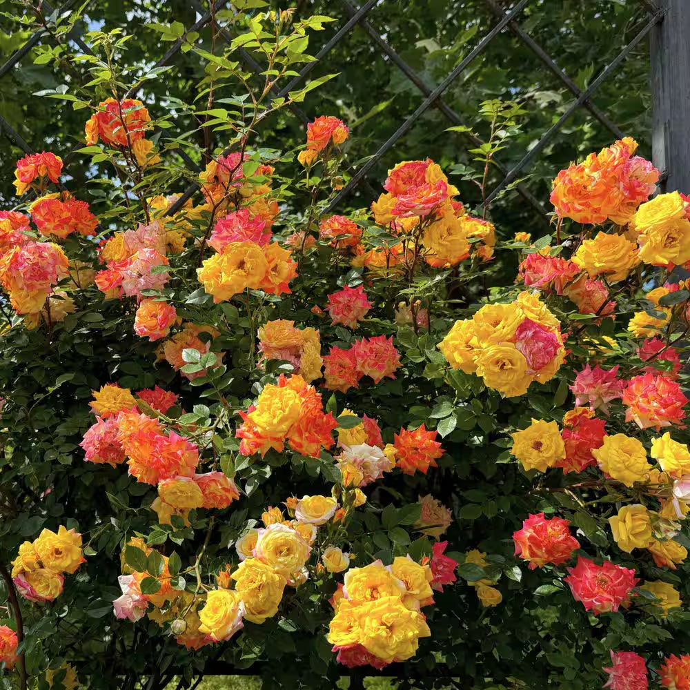 Bare Root Rose Climbing Joseph'S Coat with Orange Flowers (2-Pack)