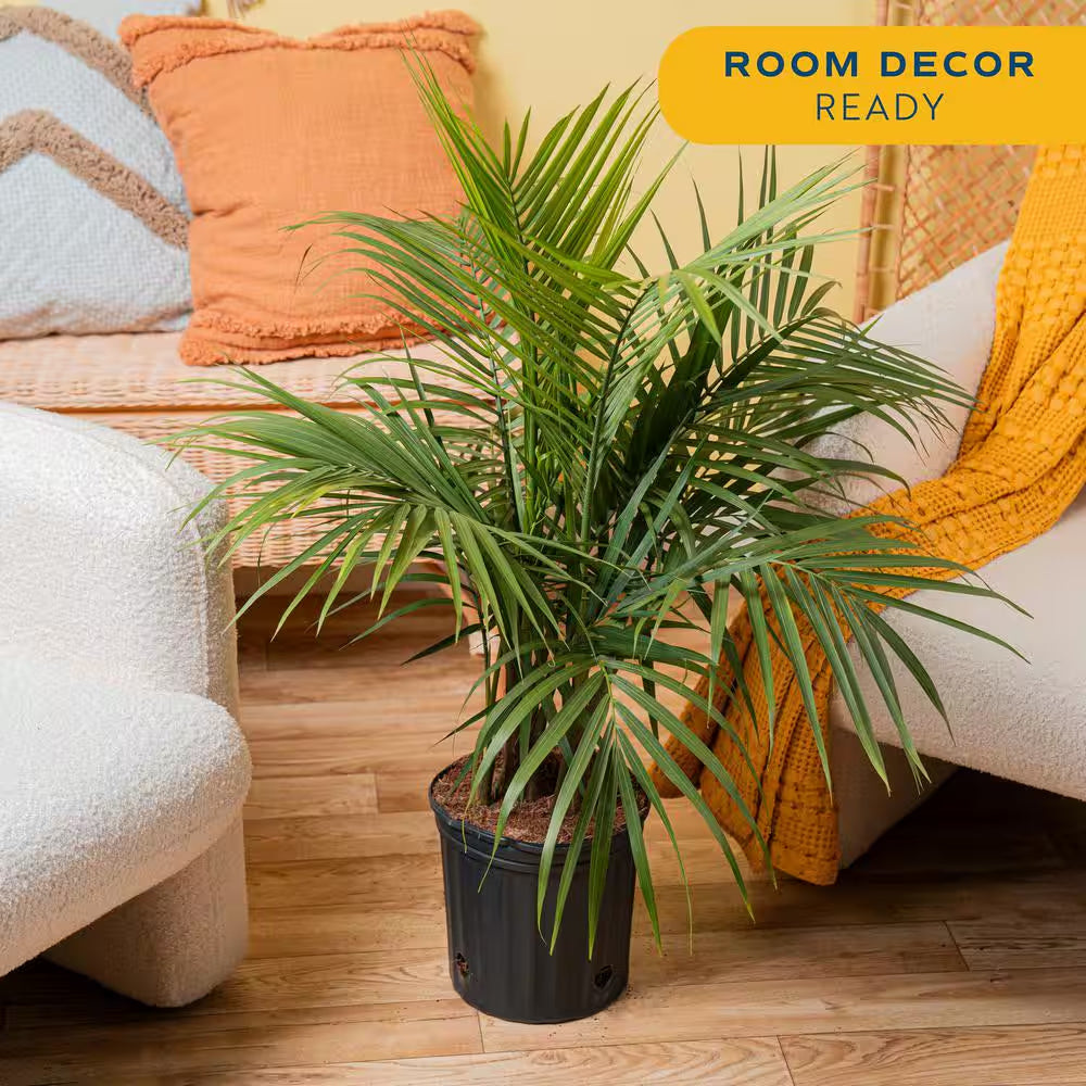 Majesty Indoor Palm in 8.75 In. Grower Pot, Avg. Shipping Height 3-4 Ft. Tall