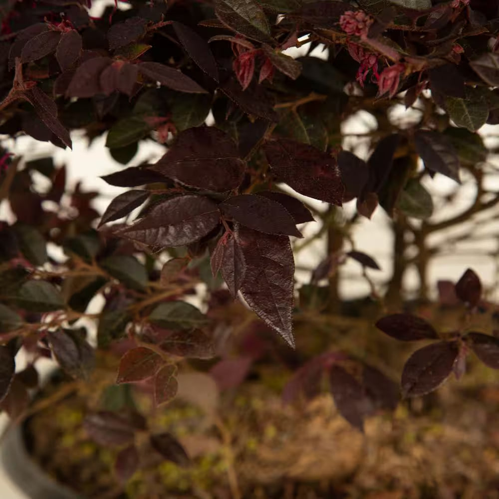 2.5 Qt. Purple Daydream Dwarf Loropetalum, Evergreen Shrub with Purple Foliage, Pink Ribbon Blooms