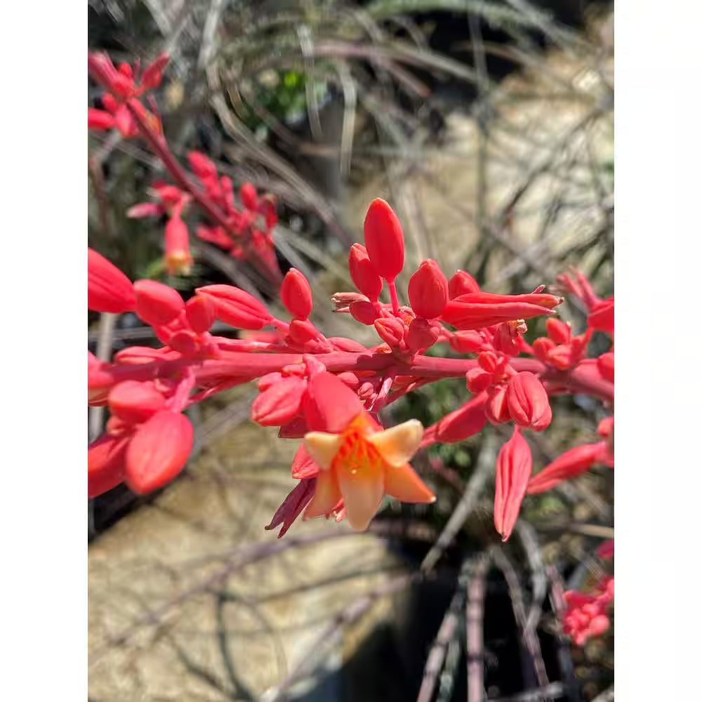 Red Yucca Live Succulent Shrub (Hesperaloe Parviflora), Drought Tolerant Landscape Plant, 1 Gal. Grower Pot, Easy Care