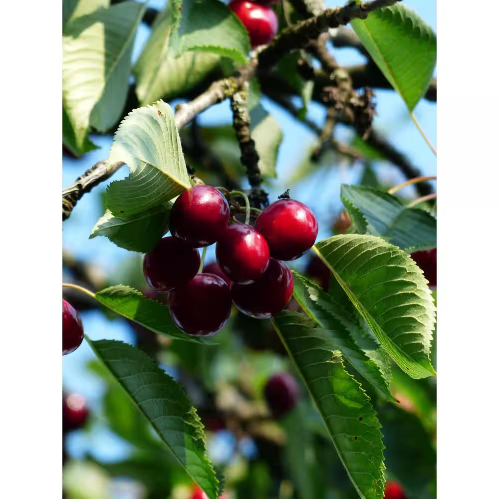 3 Ft. Lapins Cherry Semi Dwarf Tree with Abundant Self Pollinating Fruit