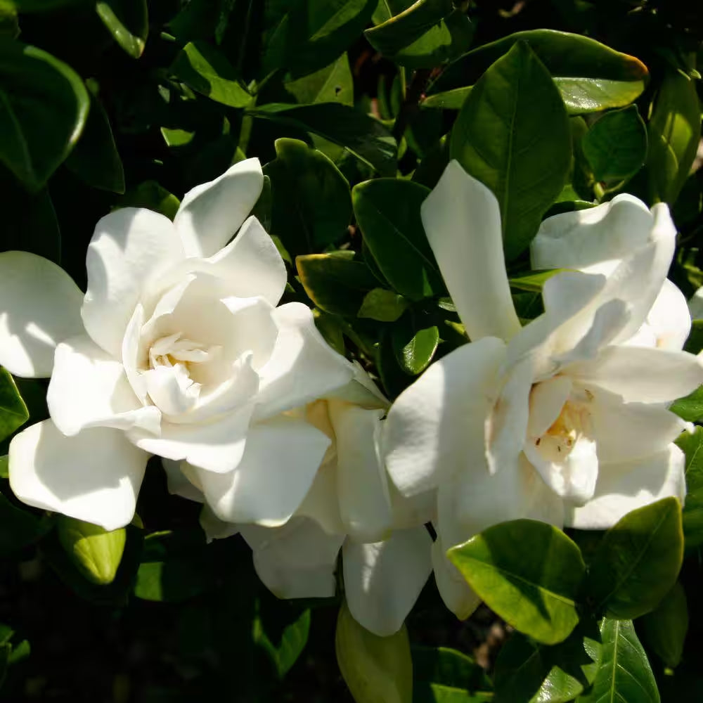 2.5 Qt. Jubilation Gardenia, Live Evergreen Shrub, White Fragrant Blooms