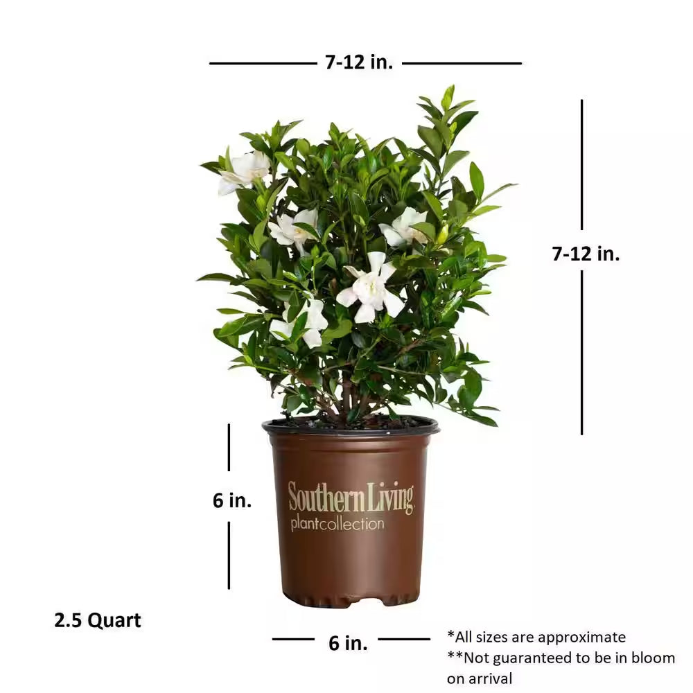 2.5 Qt. Jubilation Gardenia, Live Evergreen Shrub, White Fragrant Blooms
