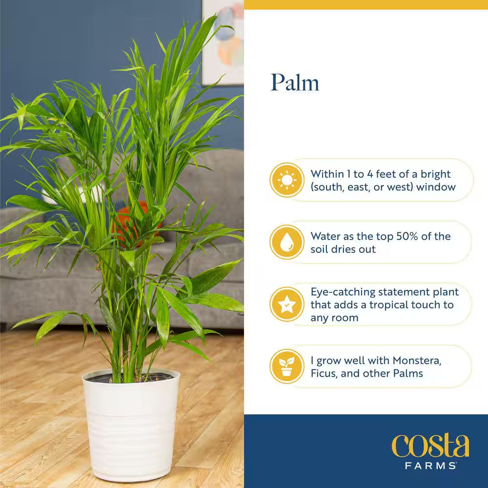 Majesty Indoor Palm in 8.75 In. Grower Pot, Avg. Shipping Height 3-4 Ft. Tall