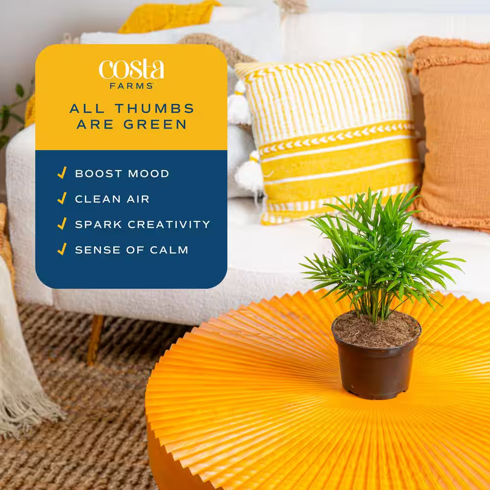 Neanthebella Indoor Palm in 6 In. Grower Pot, Avg. Shipping Height 1-2 Ft. Tall