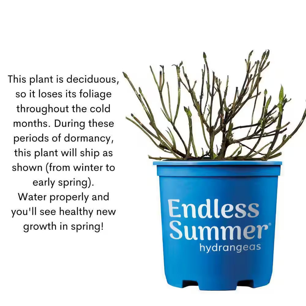 1 Gal. the Original Reblooming Hydrangea Flowering Shrub with Pink or Blue Flowers