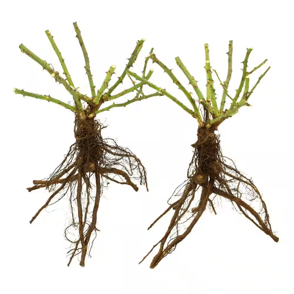 Bare Root Rose Climbing Joseph'S Coat with Orange Flowers (2-Pack)