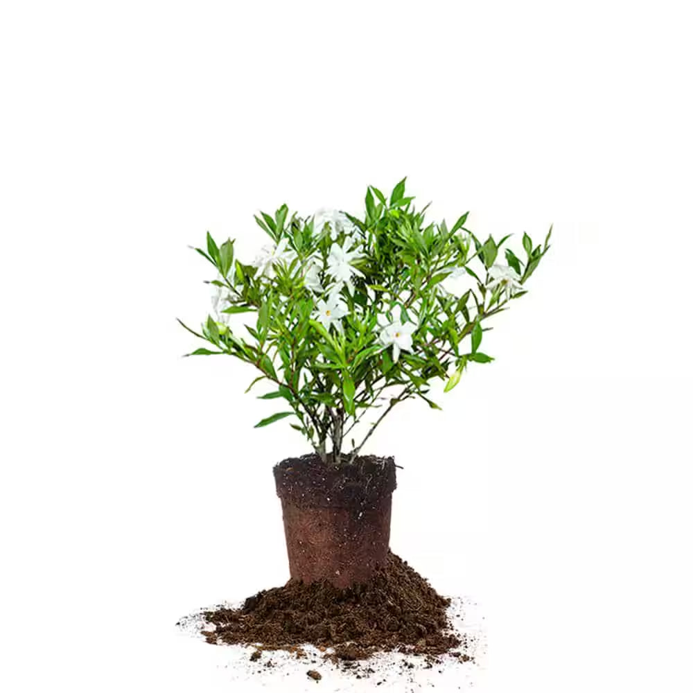 Frostproof Gardenia Plant in 1 Gal. Grower'S Pot, Fragrant White Flowers