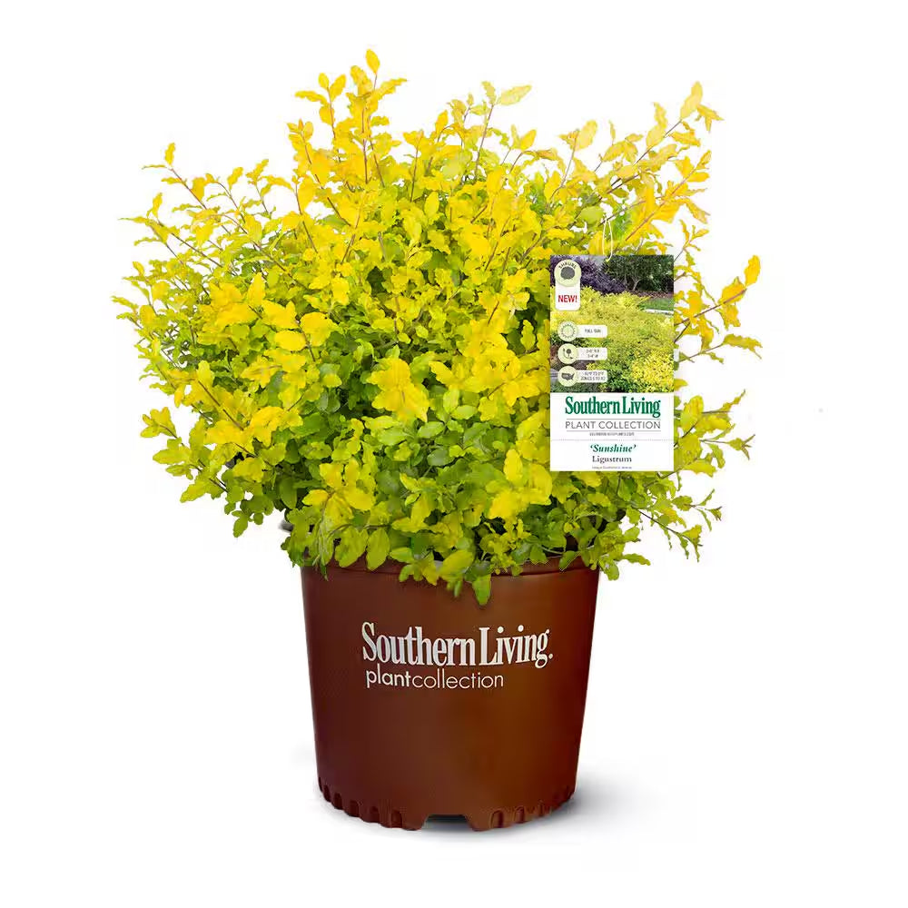2.5 Qt. Sunshine Ligustrum, Evergreen Shrub, Bright Golden-Yellow Foliage
