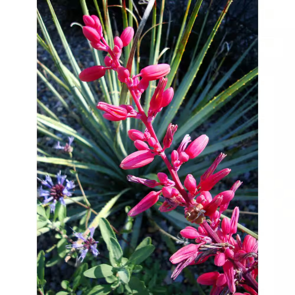 Red Yucca Live Succulent Shrub (Hesperaloe Parviflora), Drought Tolerant Landscape Plant, 1 Gal. Grower Pot, Easy Care
