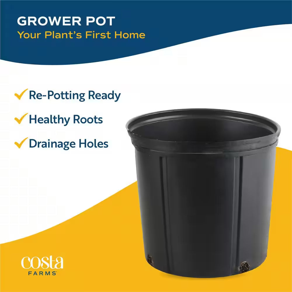 Majesty Indoor Palm in 8.75 In. Grower Pot, Avg. Shipping Height 3-4 Ft. Tall