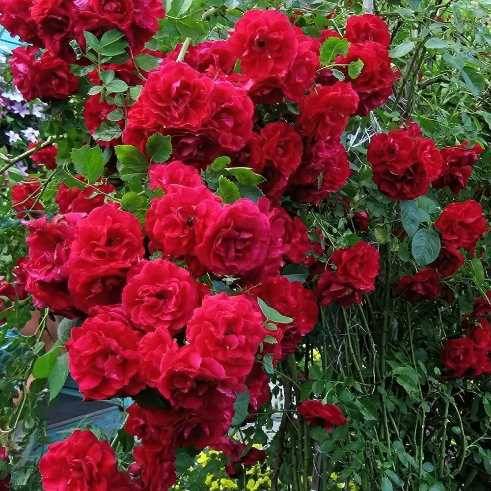 Bare Root Rose Climbing Blaze with Red Flowers (2-Pack)
