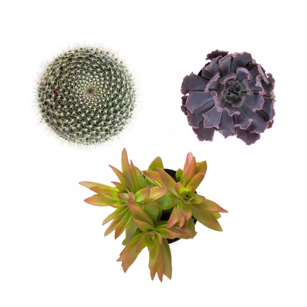 3.5" Live Plant Assortment of 2 Succulents and 1 Cactus