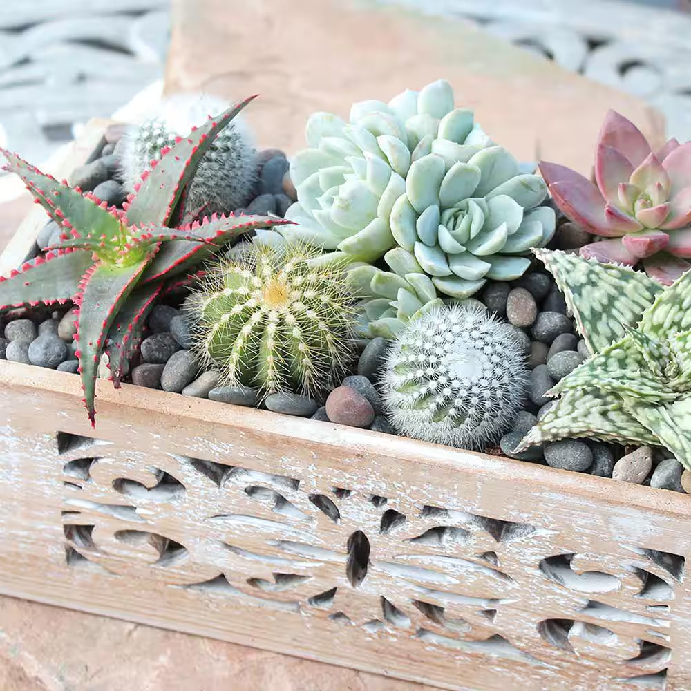 3.5" Live Plant Assortment of 2 Succulents and 1 Cactus