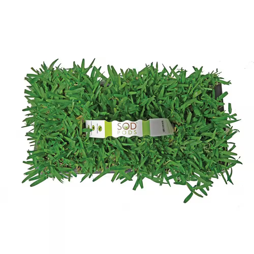 St Augustine Seville Grass Plugs (32-Count) Natural, Affordable Lawn Improvement