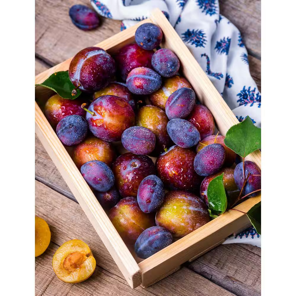 Dwarf Italian Plum Tree Bare Root