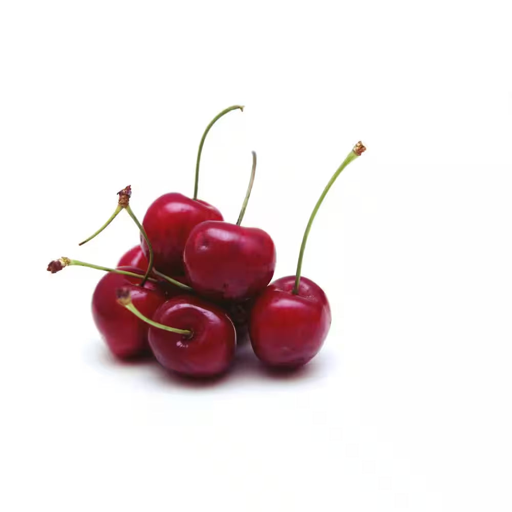 3 Ft. Lapins Cherry Semi Dwarf Tree with Abundant Self Pollinating Fruit