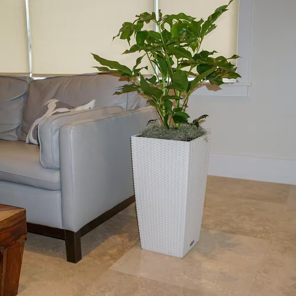 Schefflera Amate Umbrella Plant in 9.25 Inch Grower Pot