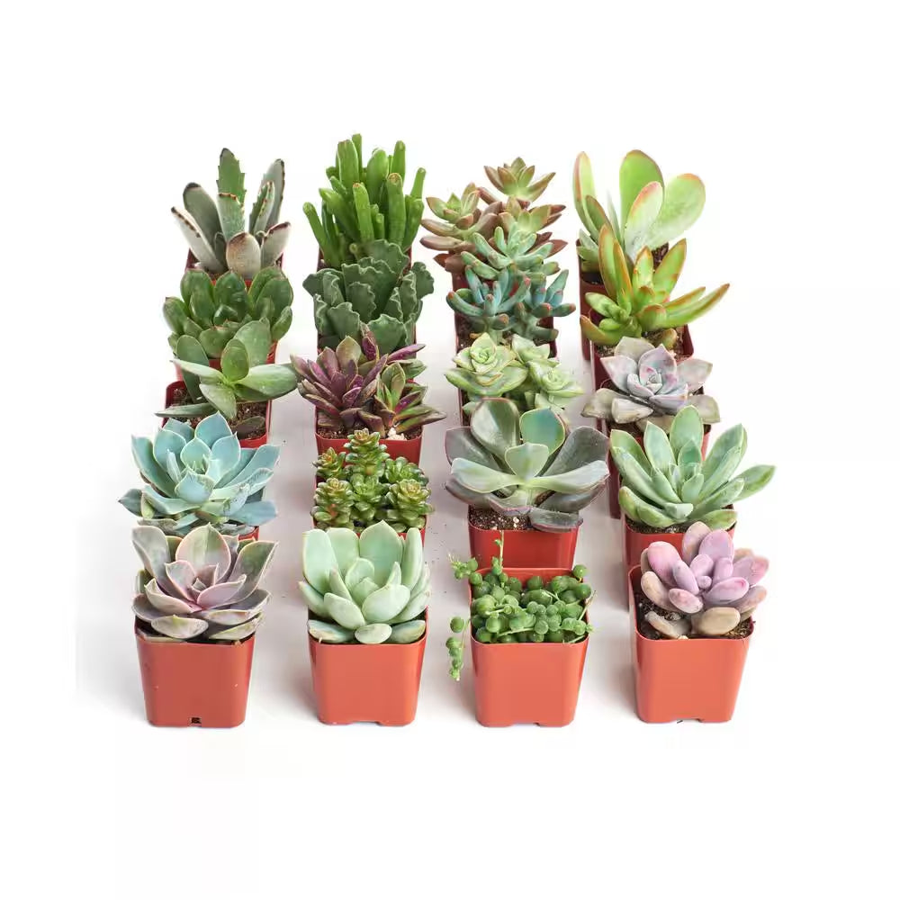 2 In. Unique Succulent (Collection of 20)