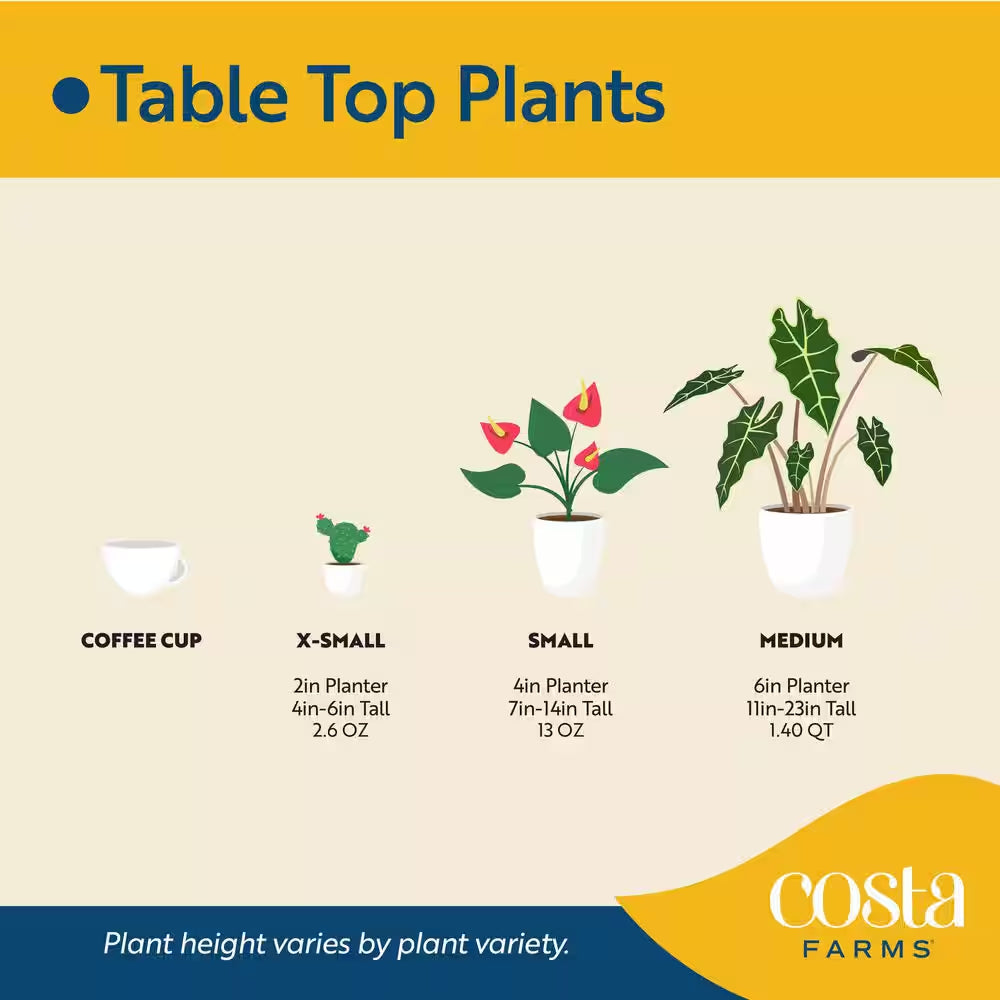 Neanthebella Indoor Palm in 6 In. Grower Pot, Avg. Shipping Height 1-2 Ft. Tall