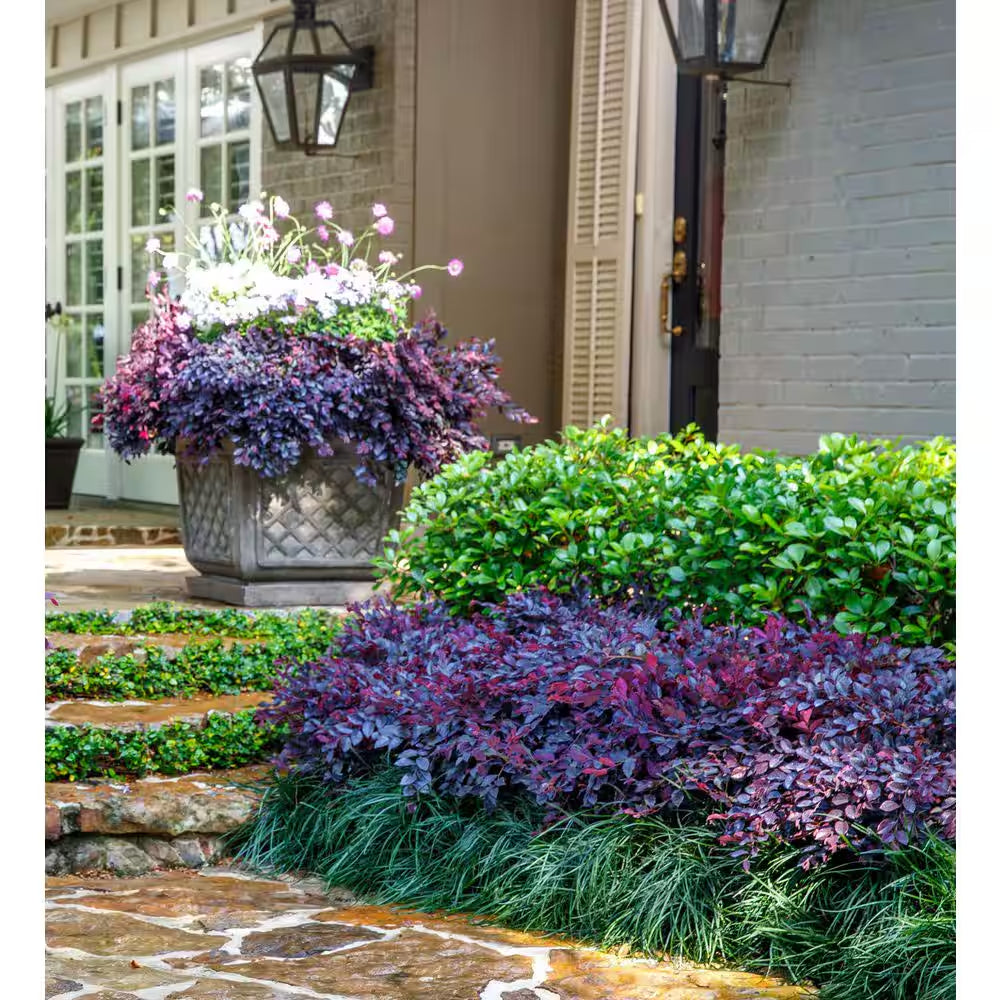 2.5 Qt. Purple Daydream Dwarf Loropetalum, Evergreen Shrub with Purple Foliage, Pink Ribbon Blooms