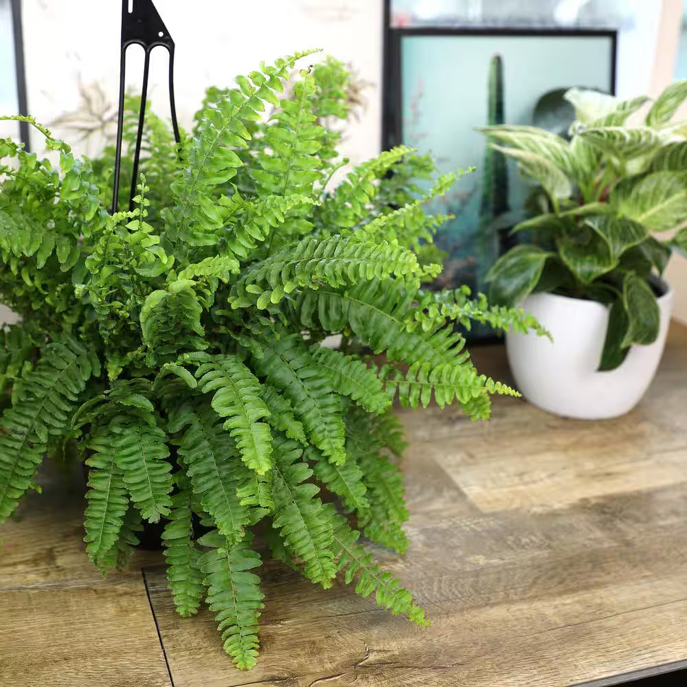 6 In. Boston Fern Plant in Hanging Basket (Nephrolepis Exaltata)