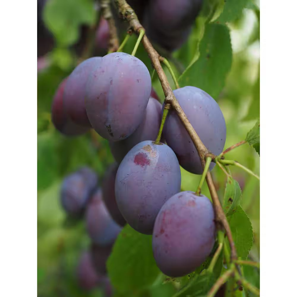Dwarf Italian Plum Tree Bare Root