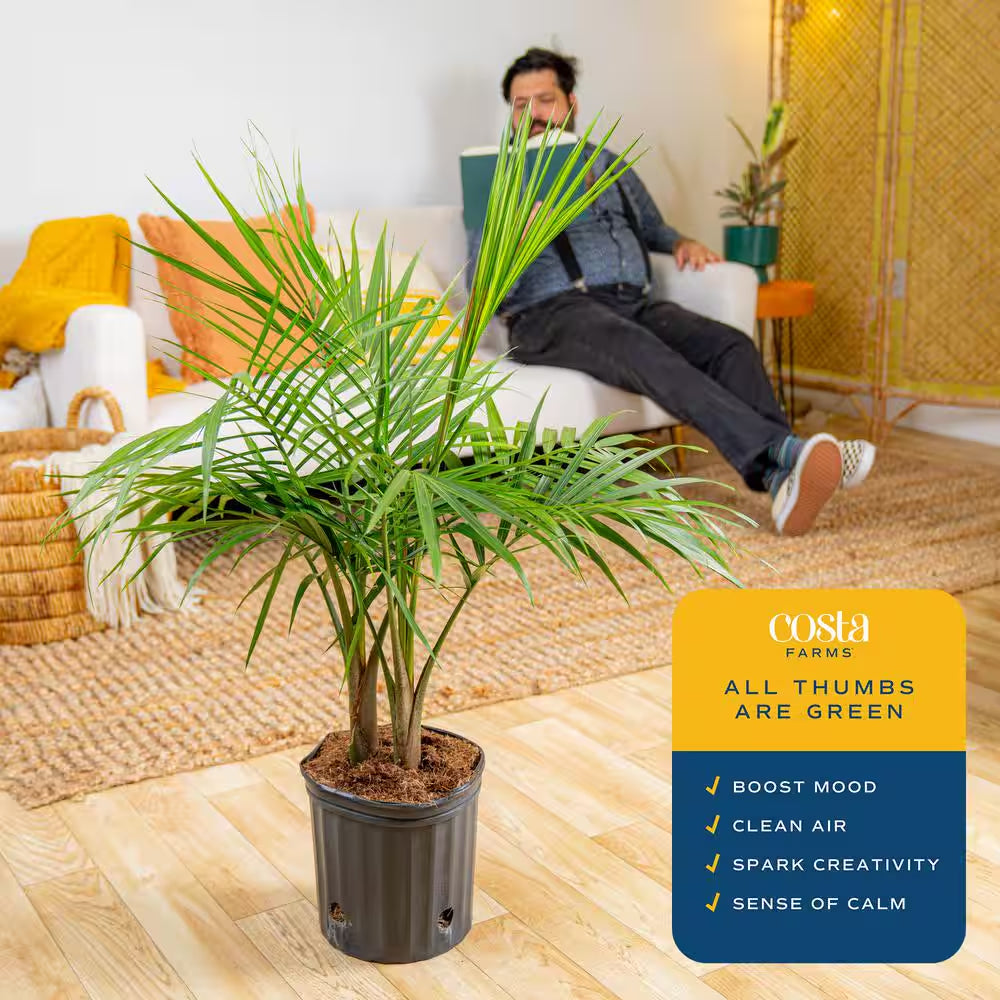 Majesty Indoor Palm in 8.75 In. Grower Pot, Avg. Shipping Height 3-4 Ft. Tall