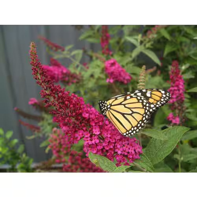 4.5 In. Qt. Miss Molly Butterfly Bush (Buddleia) Live Shrub, Deep Pink Flowers