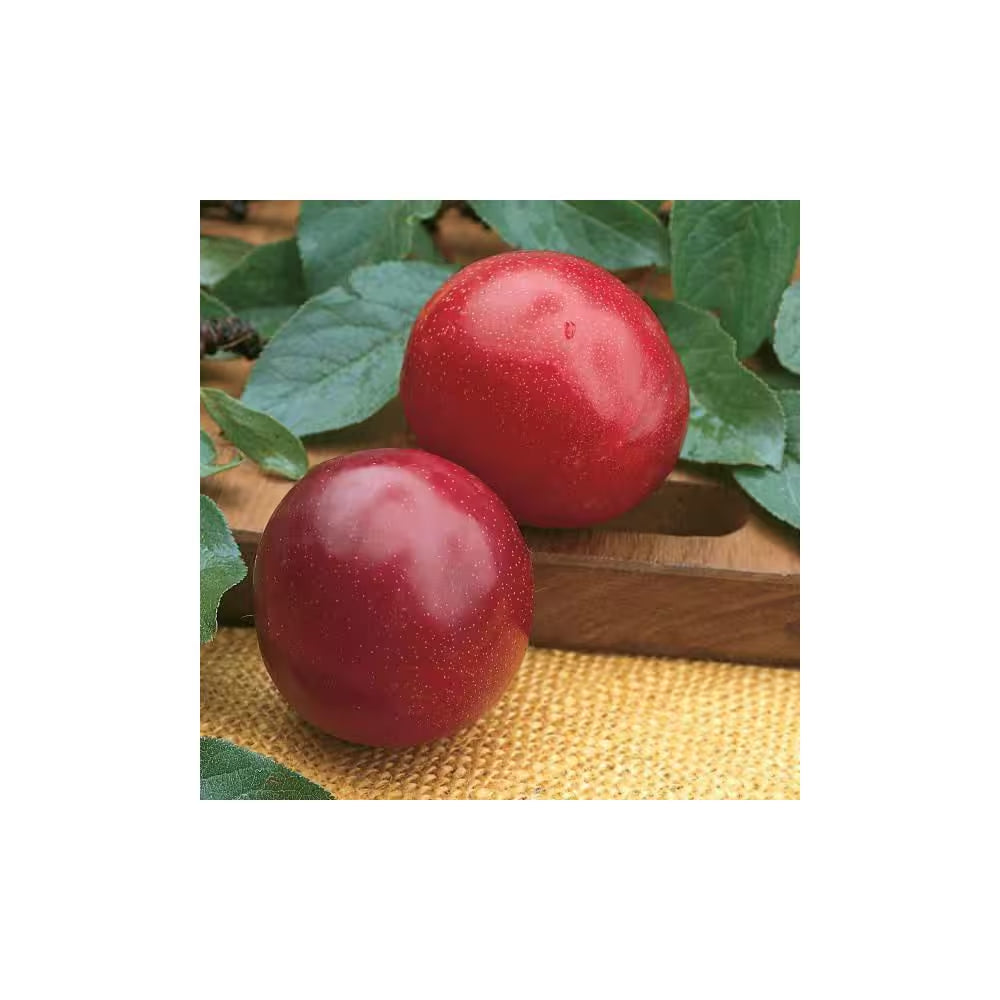 Dwarf Santa Rosa Plum Tree Bare Root