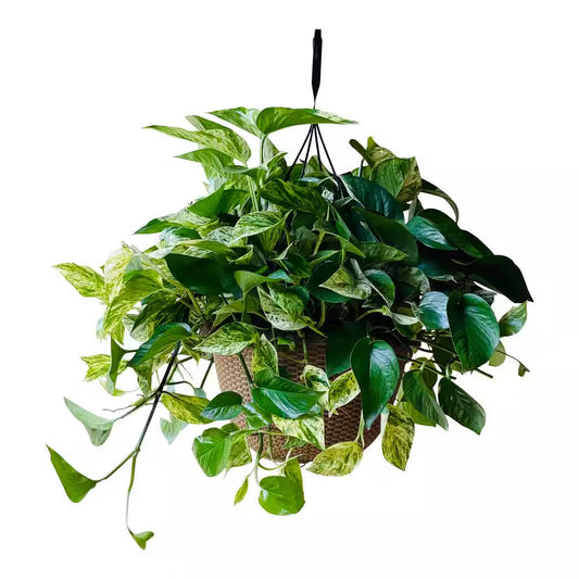 2 Gal. Golden Pothos Plant in 12 In. Hanging Basket