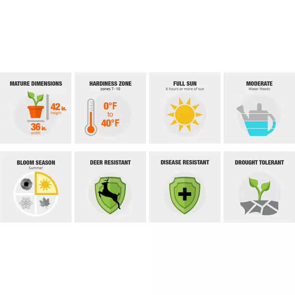 2.5 Qt. Jubilation Gardenia, Live Evergreen Shrub, White Fragrant Blooms