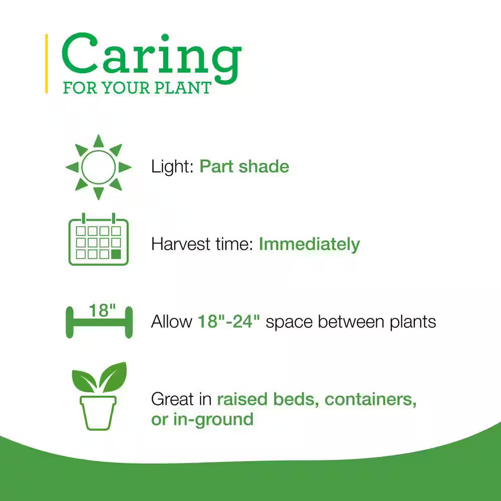 19 Oz. Catnip Herb Plant (2-Pack)