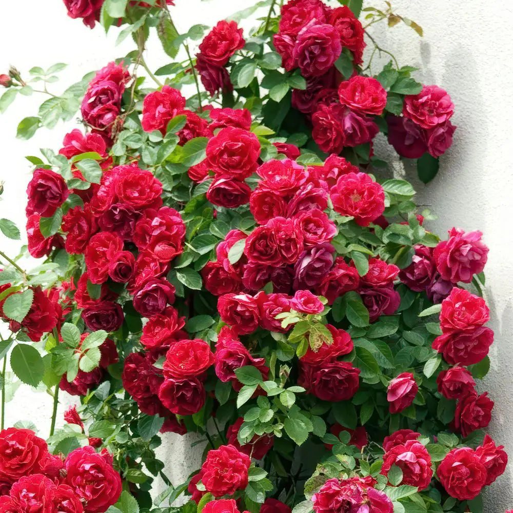 Bare Root Rose Climbing Blaze with Red Flowers (2-Pack)